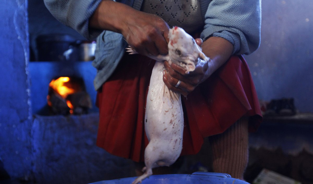 A woman prepares a guinea pig for cooking in Langui, Peru. Guinea pigs are a delicacy in many parts of South America.