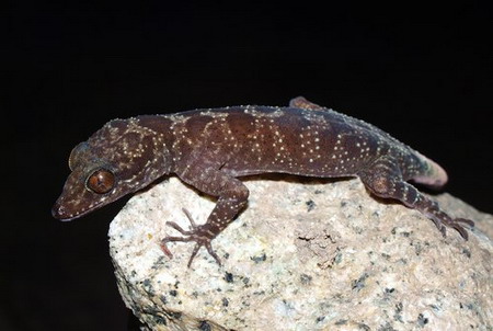 New species of toed lizard discovered in Vietnam