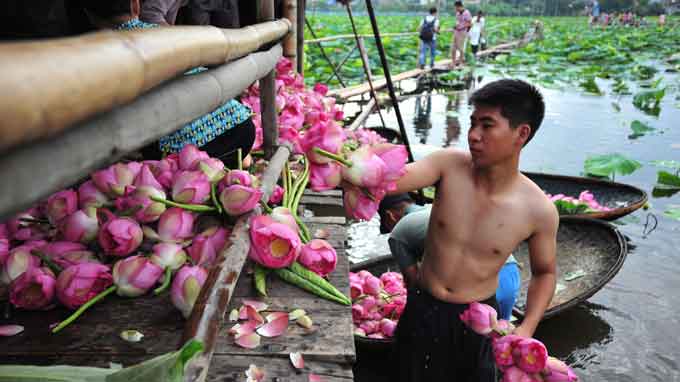 Hanoi’s iconic Tay Ho lotuses shrinking