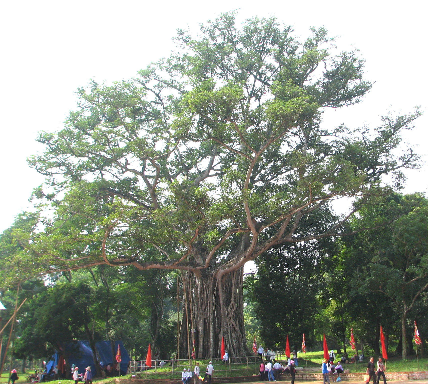 Century-old trees recognized as heritage for protection