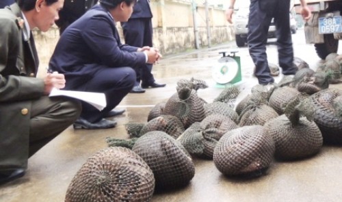 Customs seizes 6 tons of pangolins smuggled from Indonesia