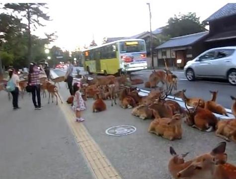 Japanese city overrun with deer (video)