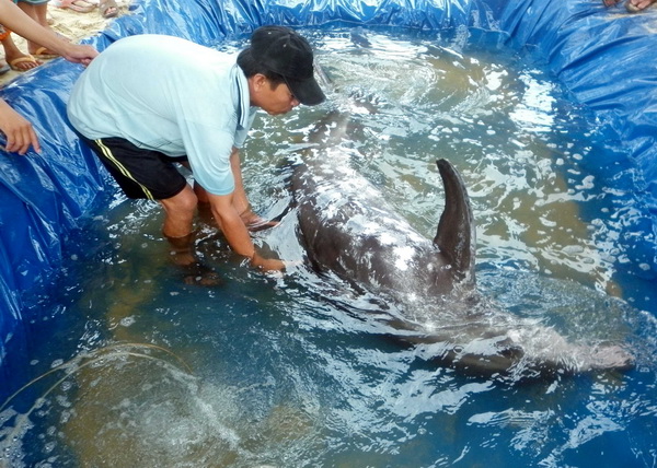 Injured dolphin rescued in Quang Nam