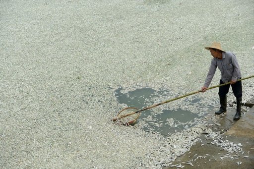 100,000 kgs of dead fish cleared from polluted China river