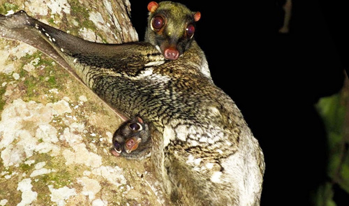 Flying lemur likely extinct in Vietnam due to hunting