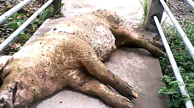 Cargill pig breeding center sells dead pigs to traders