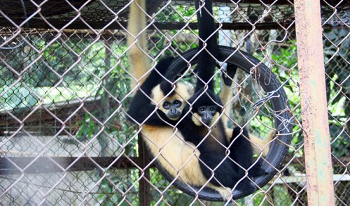 Over 600 wild animals seized in Dak Nong