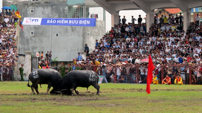 Do Son Buffalo Fighting Fest attracts thousands