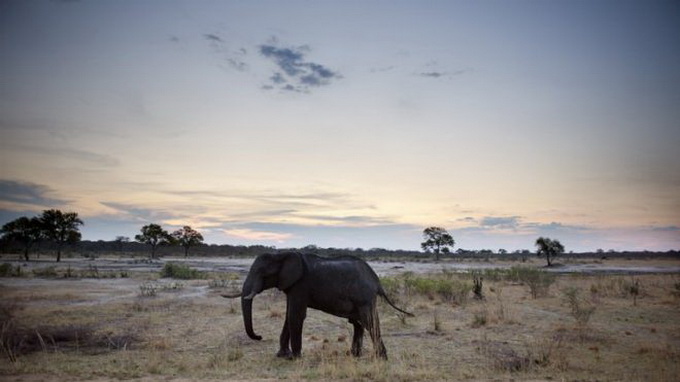 81 elephants die of poisoning in Zimbabwe: authorities