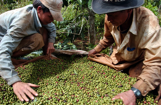 Vietnam coffee exporting sector marred by VAT frauds