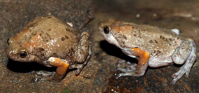 New bullfrog species discovered in Vietnam