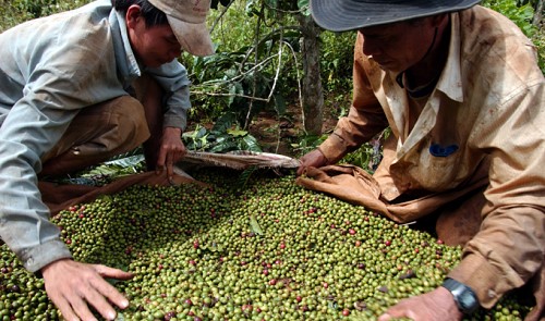 Vietnam coffee exporting sector marred by VAT frauds