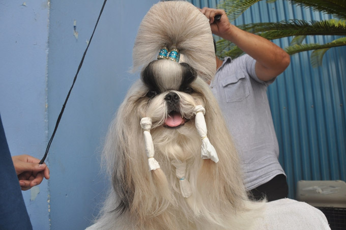 Various dogs showcased at int’l show in Hanoi (photos)