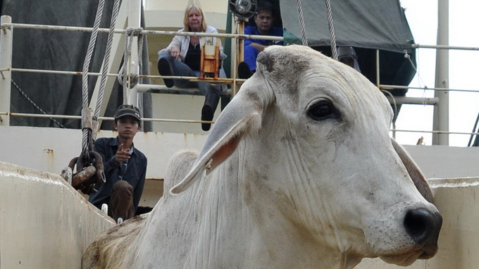 Australia maintains cattle sales to Vietnam despite slaughter scandal