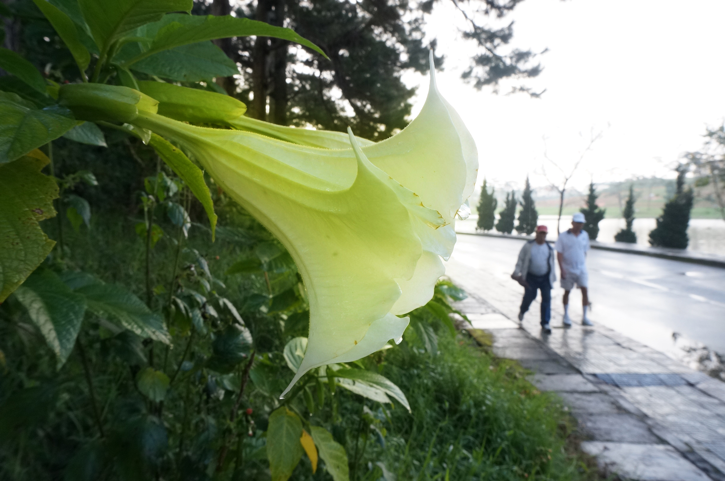 Four hospitalized after eating Angel’s trumpet flowers