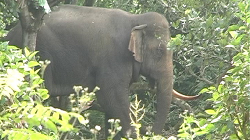 Police arrest suspected killers of wild elephants