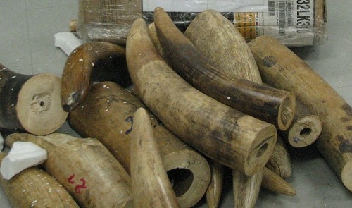2.4 tons of illicit elephant tusks seized in Hai Phong, again