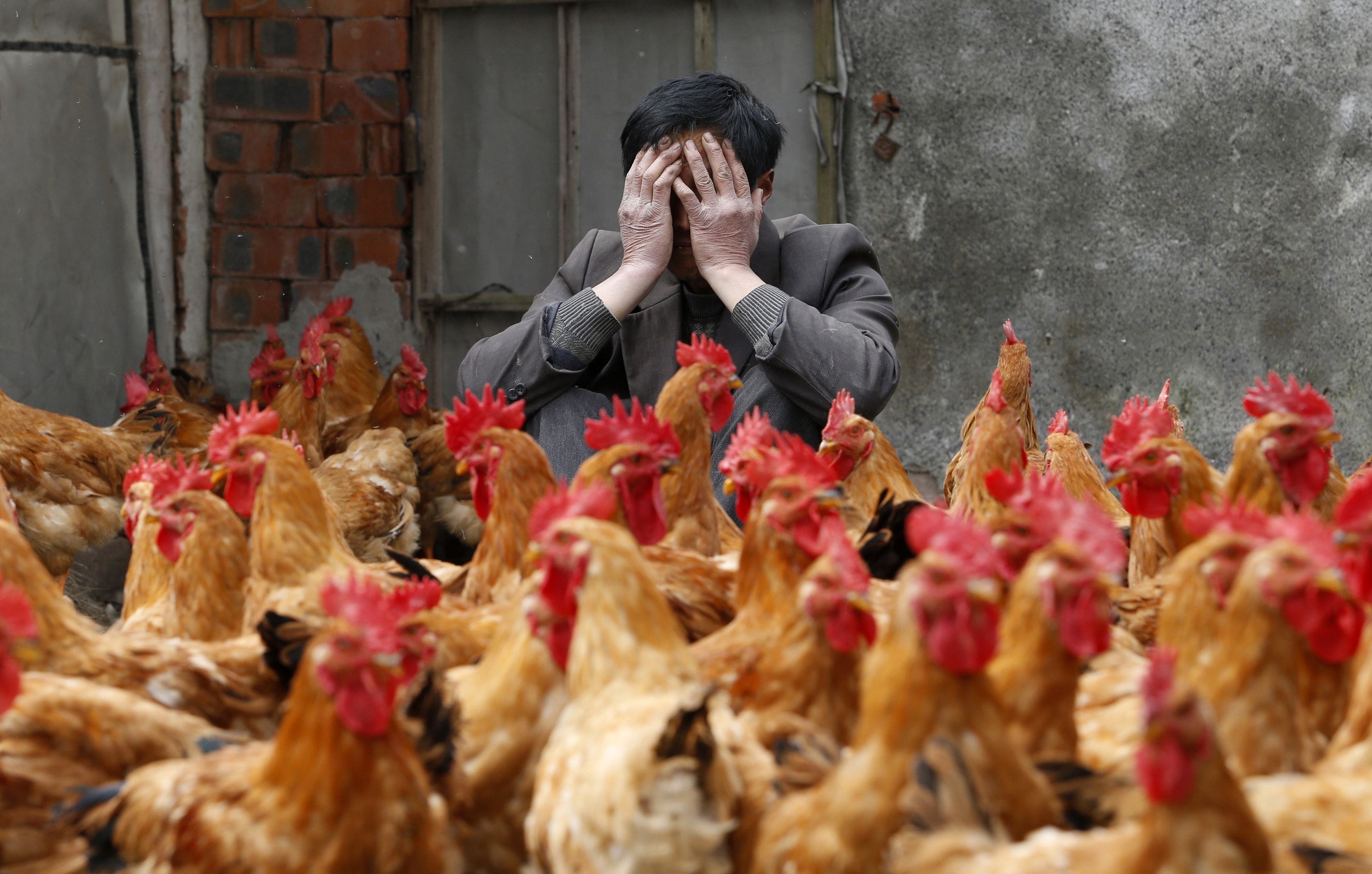New China H7N9 bird flu cases 'signal potential winter epidemic'
