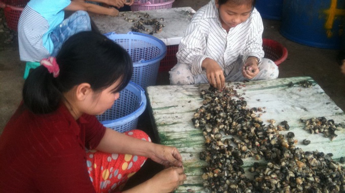 Apple snails in high demand in Mekong Delta