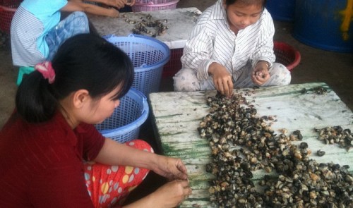 Apple snails in high demand in Mekong Delta