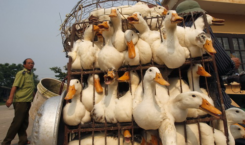 Tien Giang declares H5N1 bird flu epidemic