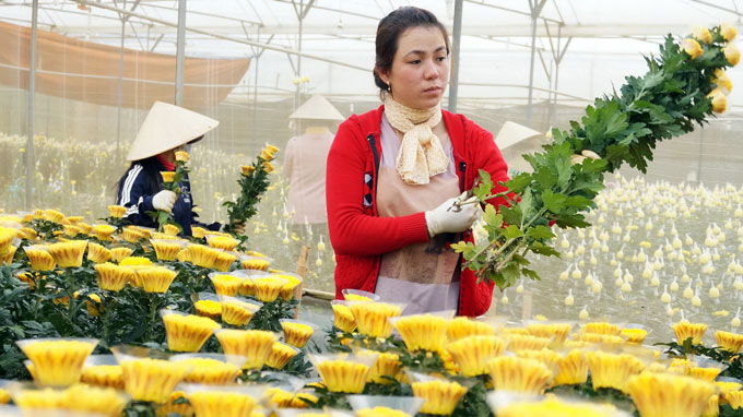 Five more species branded Da Lat Flower