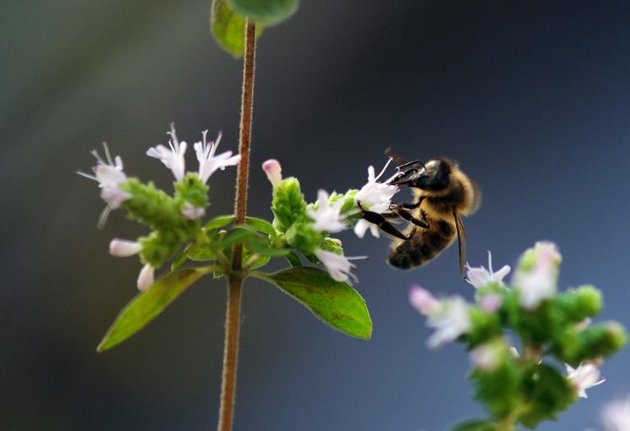 Benefit of bees even bigger than thought: food study
