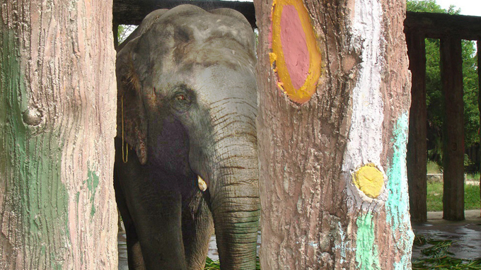 Elephant killed zookeeper due to new paint, experts suggest