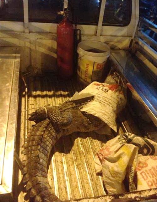 50kg croc falls off bus onto central HCMC street