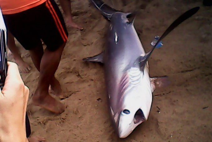 Unprecedented, 200kg shark stranded at Nha Trang beach