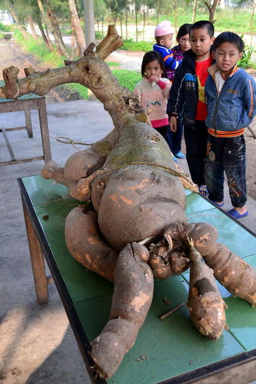 42kg tree root shaped like a deer found in central province