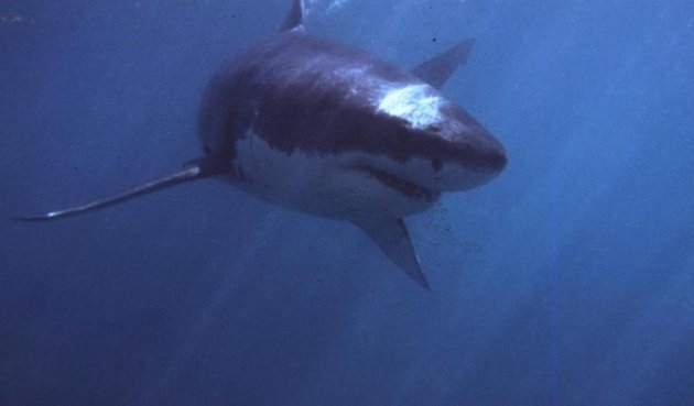 For sharks, old age may be 70 or more: study