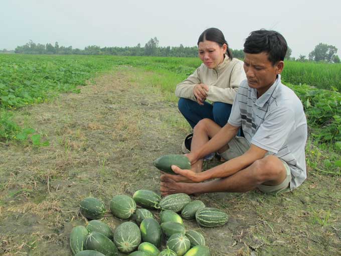 Farmer sows honeydew seeds, harvests strange melon