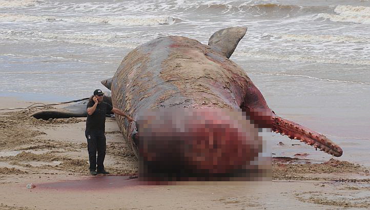 Sperm whale body stuns, draws crowd in Uruguay