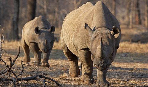 Czech zoo burns rhino horns to help save endangered species