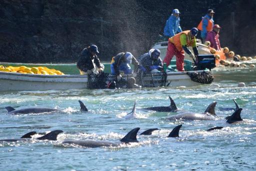Japan dolphin hunt goes on after slaughter: campaigners