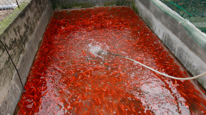 Red carp harvested to worship Kitchen Gods, a Tet rite (photos)