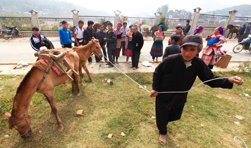 Horses in the Mong people’s culture