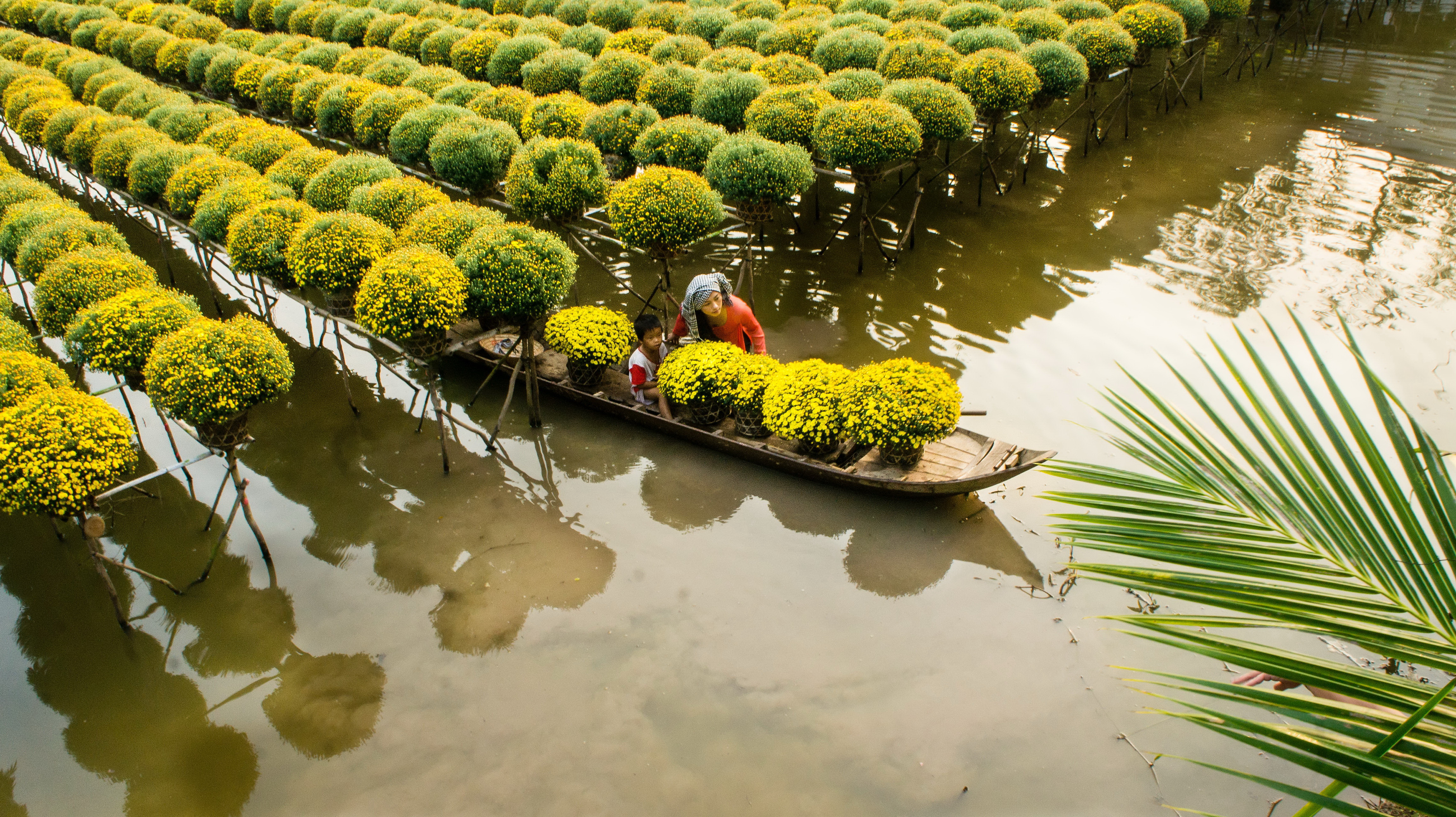 Mekong Delta flower city in full bloom for Tet