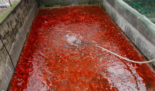 Red carp harvested to worship Kitchen Gods, a Tet rite