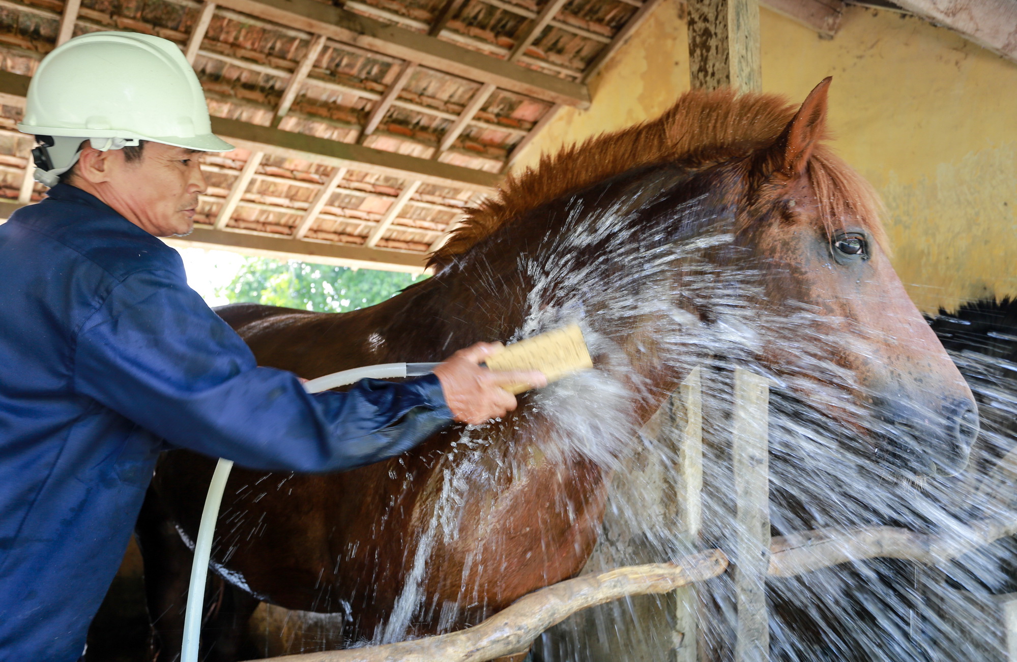 Producing serum from horse blood in central Vietnam