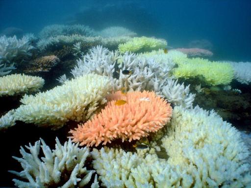 Australia approves plan to dump dredge spoil in Barrier Reef