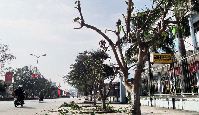 Mango trees at bank plucked clean in Tet custom