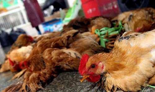 Vietnam halts poultry imports from China