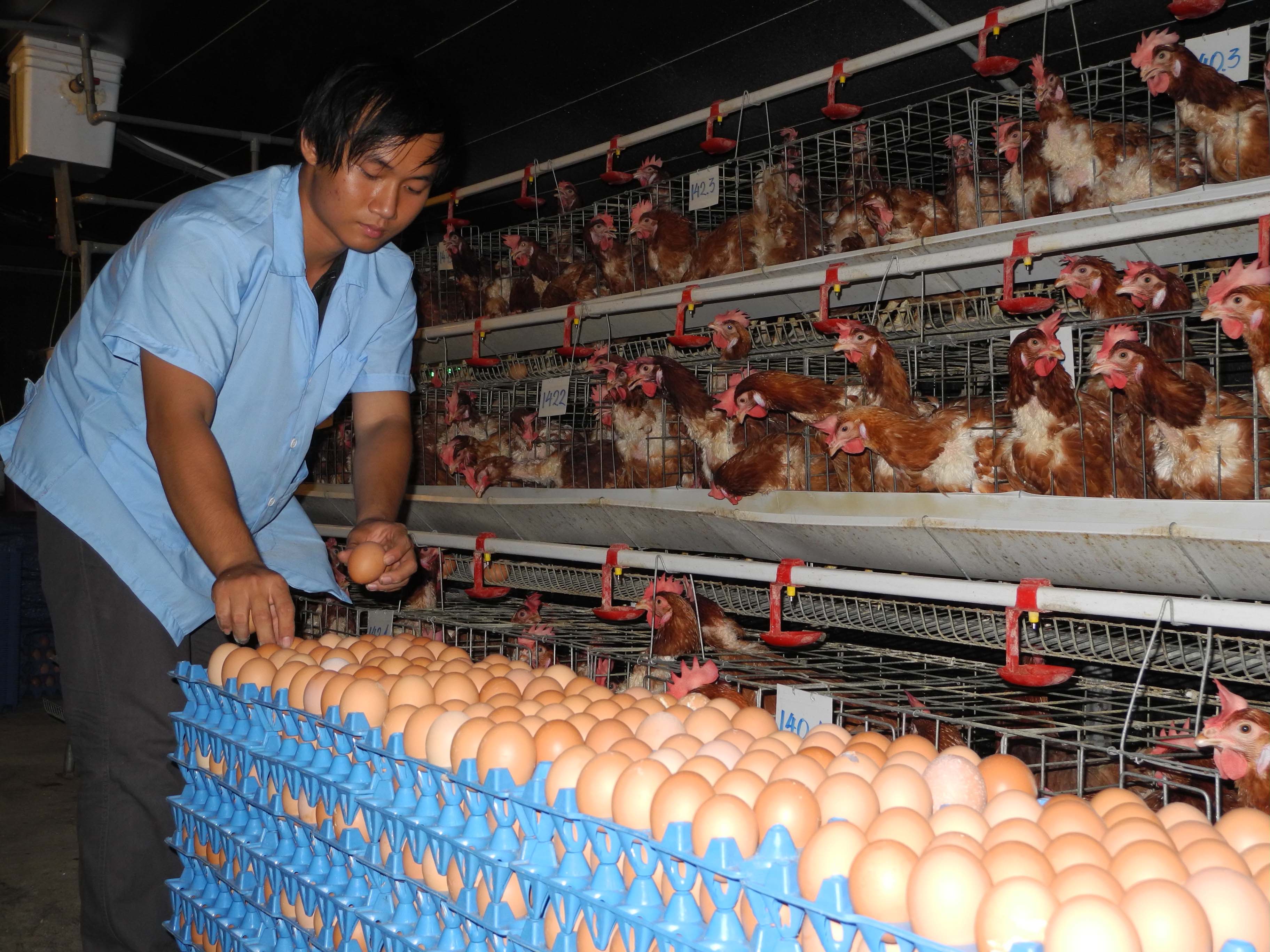 Vietnam produces Omega 3-rich eggs