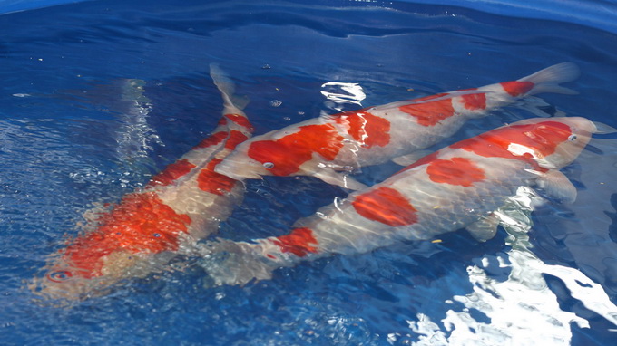 $20,000 ‘koi’ - the pet for the rich