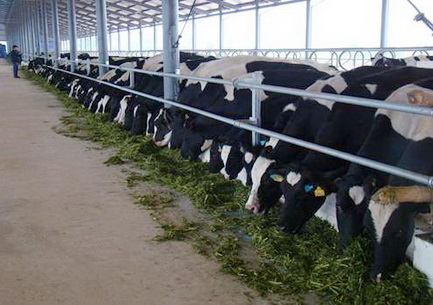 Vietnamese firm to set up $2.7bn milk production plant in Russia