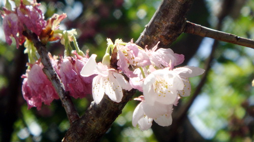 Cherry blossoms imported from Japan for Hanoi festival