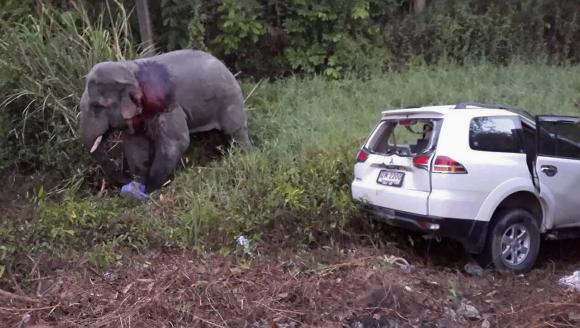 Six killed in Thailand in three-car crash caused by elephant