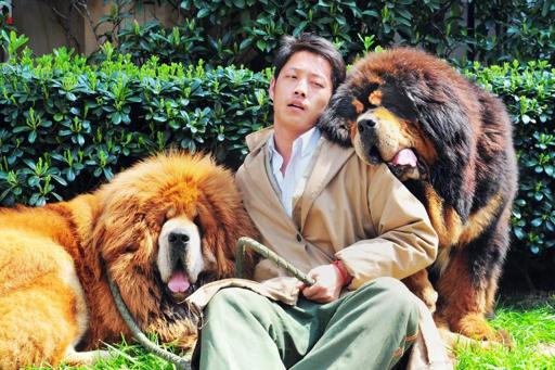 Dog 'sold for $2 million' in China
